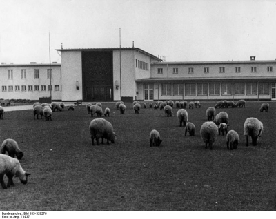 Schafe vor dem Haupteingang Flughafen Kln Butzweilerhof 1936
