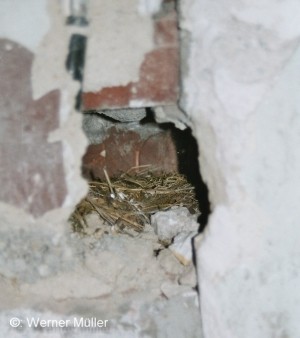 Vogelnest nach 69 Jahren in der Wand der Empfangshalle Flughafen Köln Butzweilerhof